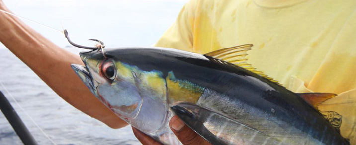 Bait for Rooster fishing in Costa Rica